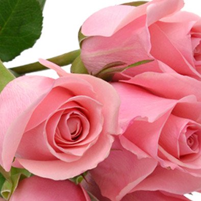 Buquê de 6 Rosas Cor de Rosa - Giuliana Flores - ON Stores, Shopping online
